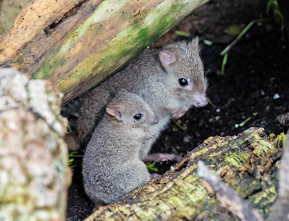 Achtung Dämmerung: 40% mehr Einbruchsdelikte