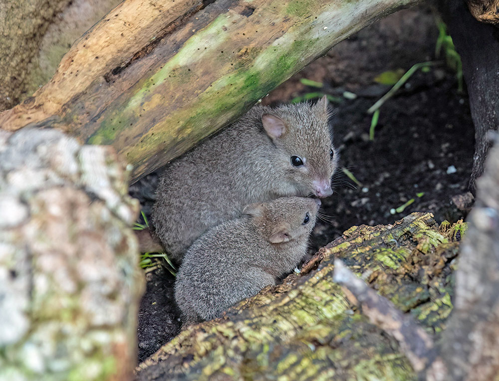 Achtung Dämmerung: 40% mehr Einbruchsdelikte