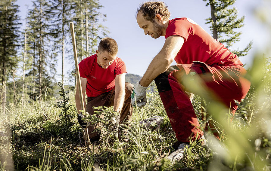 Bundesforste pflanzen 1,4 Millionen neue Bäume für den Wald der Zukunft