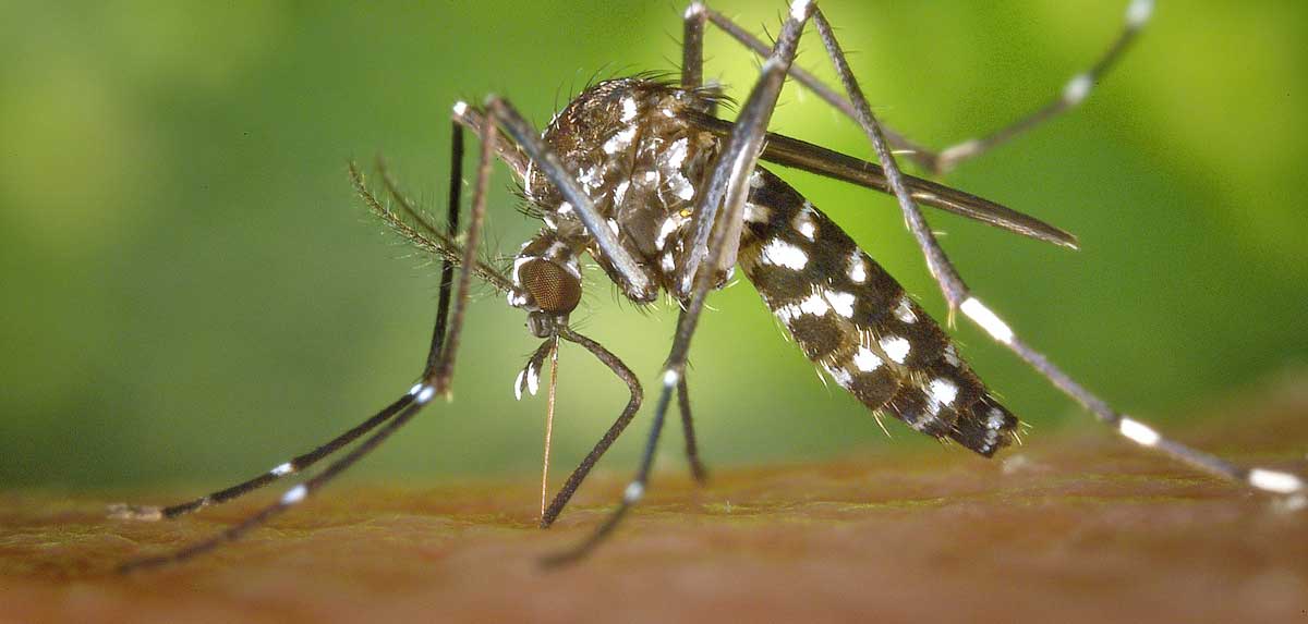 Tigermücken – Was kann ich dagegen tun?