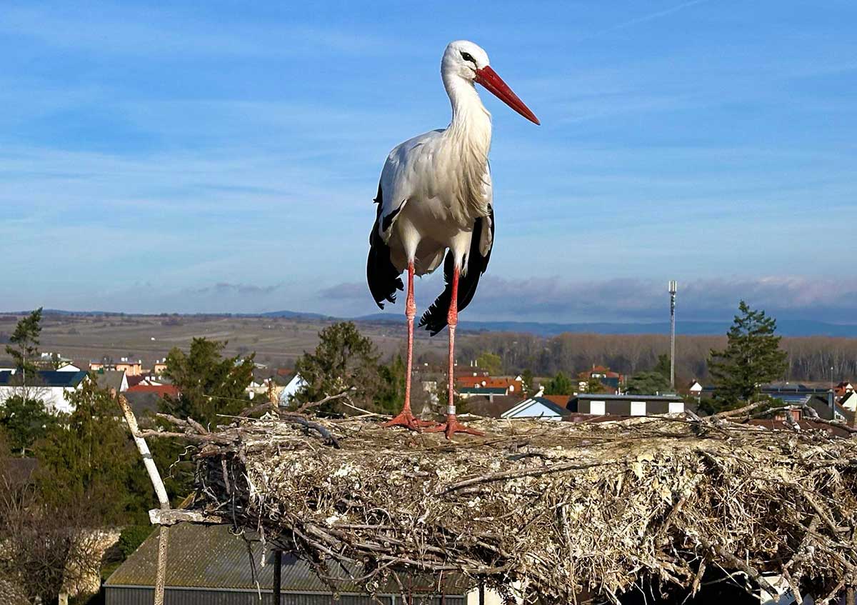 Die Störche sind bereits im Anflug