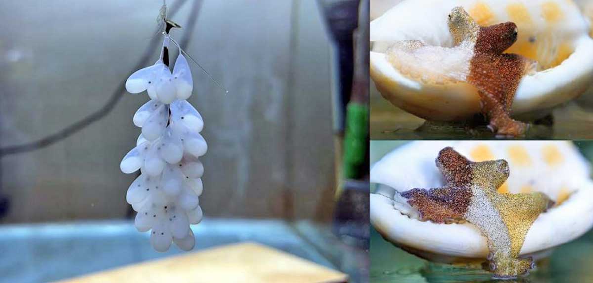 Vollpension für Baby-Kraken - österreichweites Zuchtprojekt für den Artenschutz