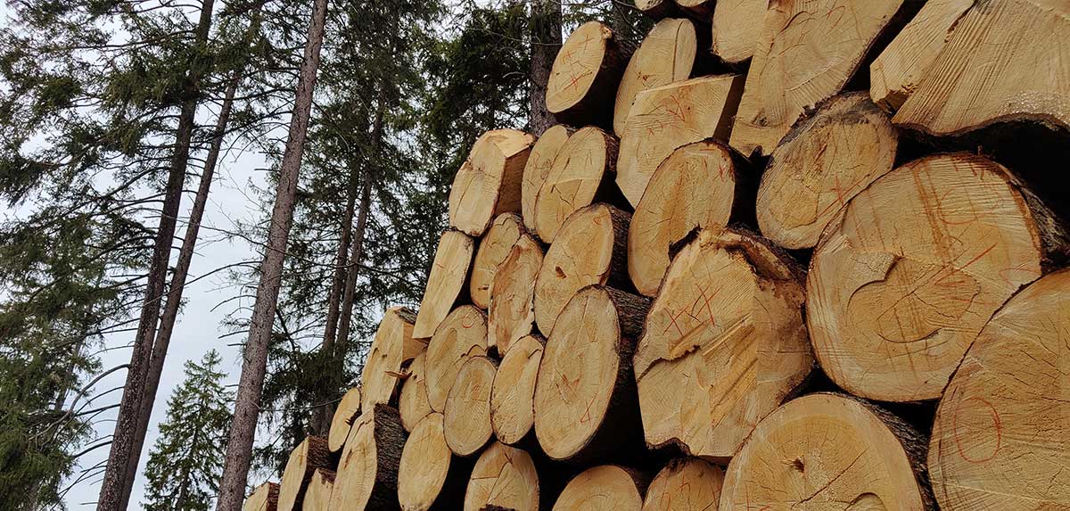 EU-Entwaldungsverordnung bedroht heimische Wirtschaft
