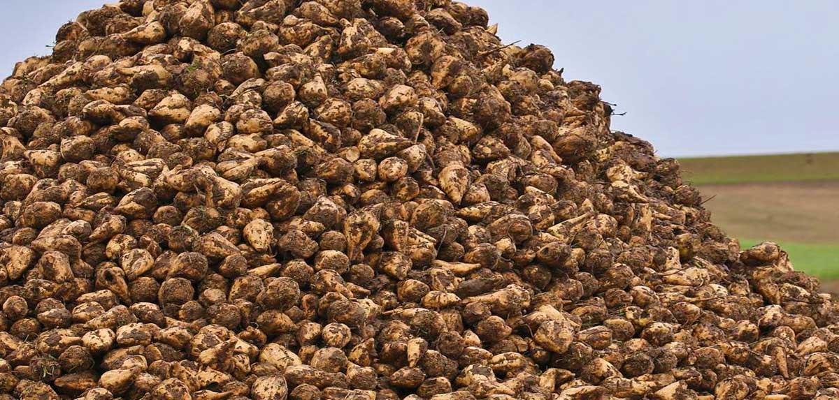 Österreichische Rübenbauern erzürnt über neuen EU-Vorschlag zum Zuckerfreihandel mit Ukraine