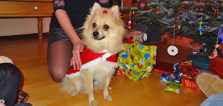 Pfoten weg von Tieren als Weihnachtsgeschenk