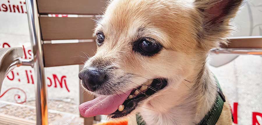 Hundesteuervergleich zeigt massive Ungleichheit in Österreich