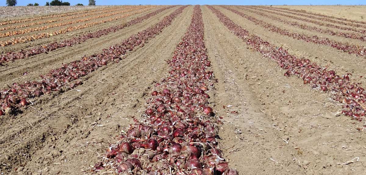 Große Mehrheit lehnt Patente auf Pflanzen ab
