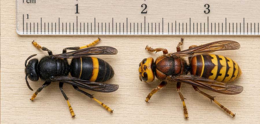 Dampf statt Gift: Tirols erstes Asiatische-Hornissen-Nest in Kössen ist Geschichte